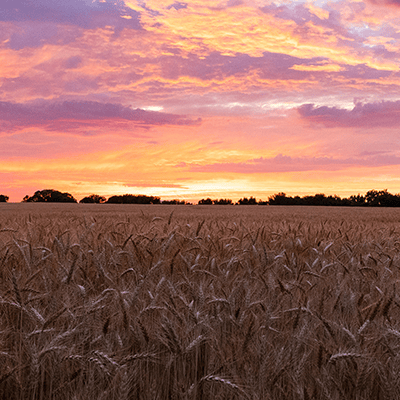 Haywood county field of hay and wheat